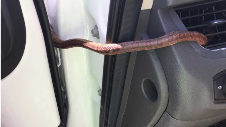 Seram! Ular Ini Keluar Dari Lubang AC Mobil Yang Sedang Berjalan
