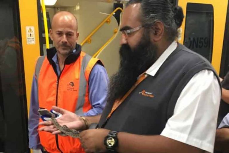 Awas! Ada Baby Python di Kereta Komuter Sydney Awas! Ada Baby Python di Kereta Komuter Sydney