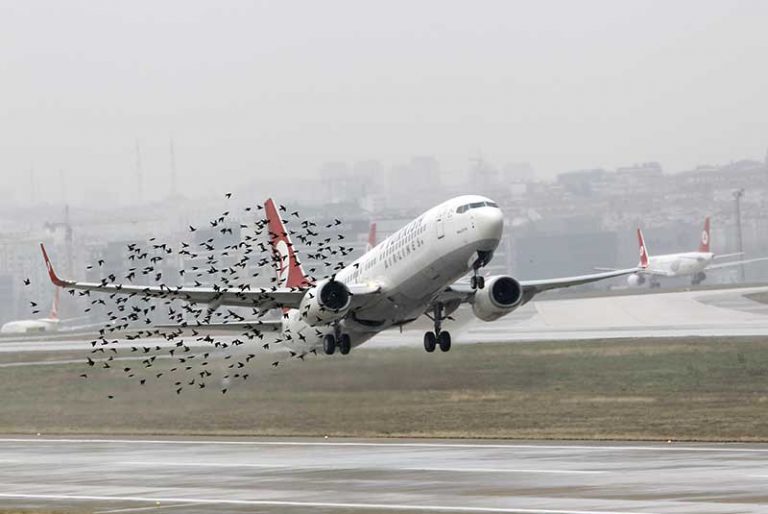 Bird Strike! Masih Jadi Momok Menakutkan dalam Dunia Penerbangan
