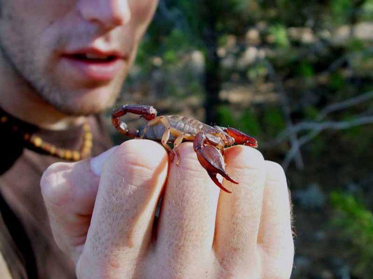 Tersengat Kalajengking Dua Jam, Penumpang Ini Dalam Kondisi Stabil