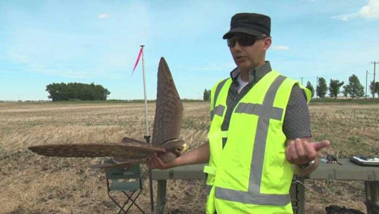 The Robird Drone, Robot Penangkal Bird Strike di Bandara Edmonton
