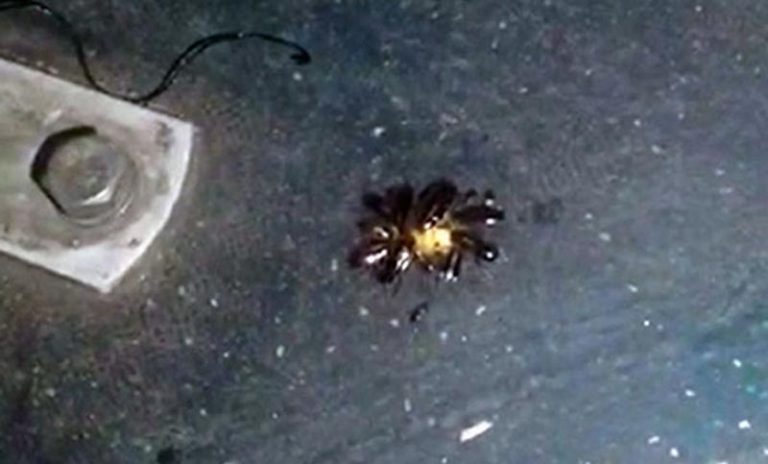 Waspada! Kerumunan Kecoa “Kuasai” Jaringan Bus di Guangzhou