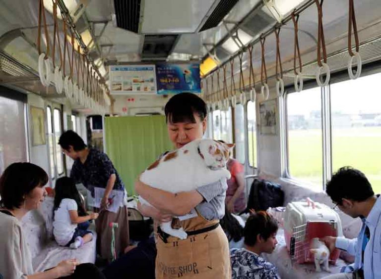 Siapkan Rp300 Ribuan Untuk Menikmati Cat Cafe Train