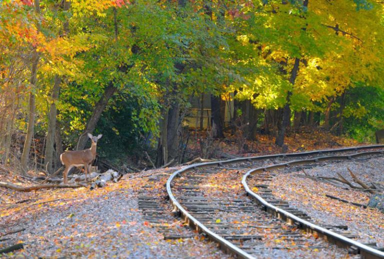 Halau Rusa di Jalur Kereta, Peneliti Jepang Pasang Klakson Suara Anjing Melolong di Lokomotif