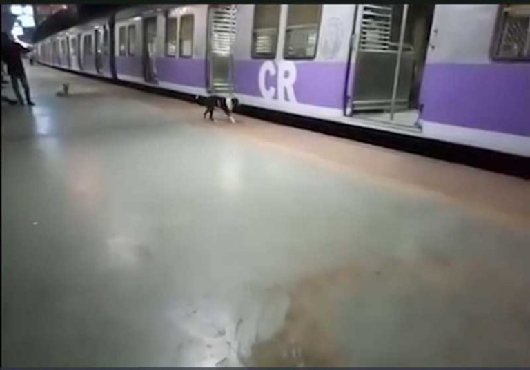 Mirip Hachiko, Seekor Anjing di India Menunggu di Peron Setiap Jam 11 Malam