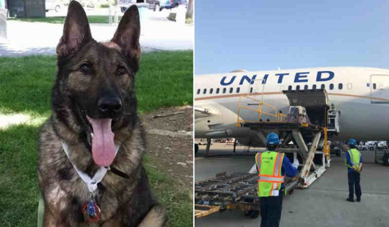 Ceroboh! United Airlines Salah Terbangkan Anjing yang Tengah Sakit