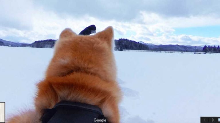 Bosan Dengan Tampilan Google Street View? Coba Google Dog’s View!