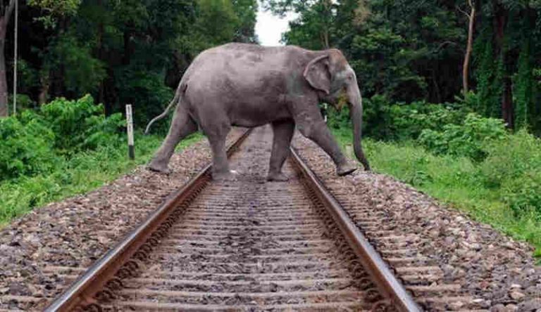 Di India, Ratusan Gajah Mati Ditabrak Kereta Api
