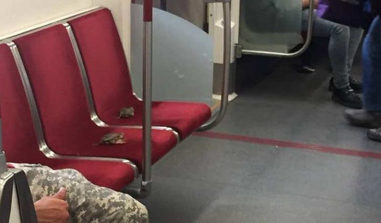 Sepasang Kepiting Hebohkan Penumpang di Kereta Bawah Tanah Toronto