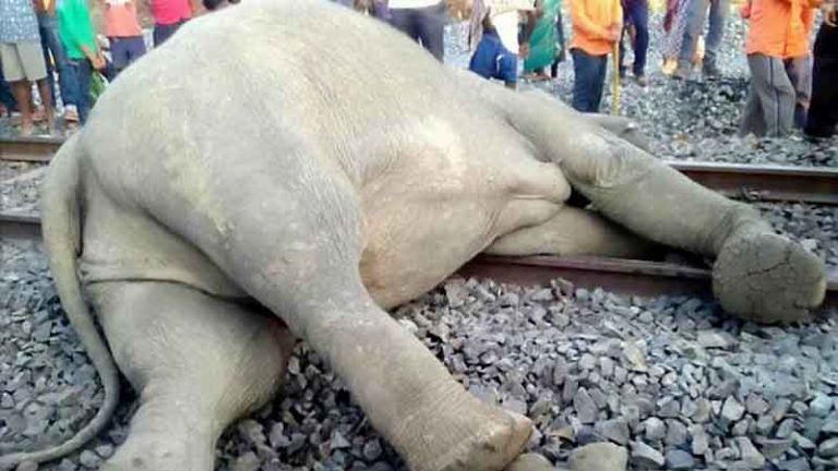 (Lagi) Gajah Tewas Tertabrak Kereta Api di India