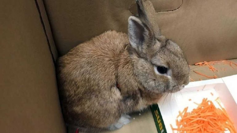 Don’t Worry, Be Hoppy! Ternyata Isi Tas Mencurigakan di Bandara Adelaide Adalah Seekor Kelinci