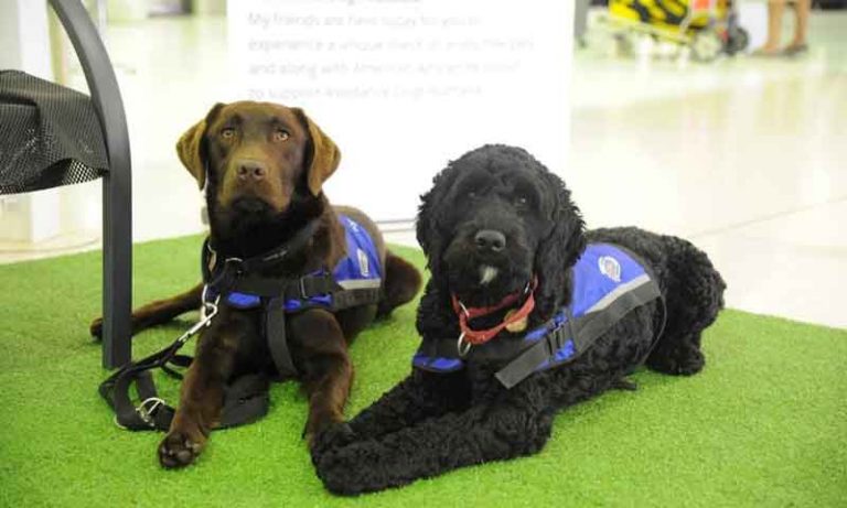 Dua Bandara di Australia Hadirkan Anjing Terapi Bagi Penumpang yang Alami Stres