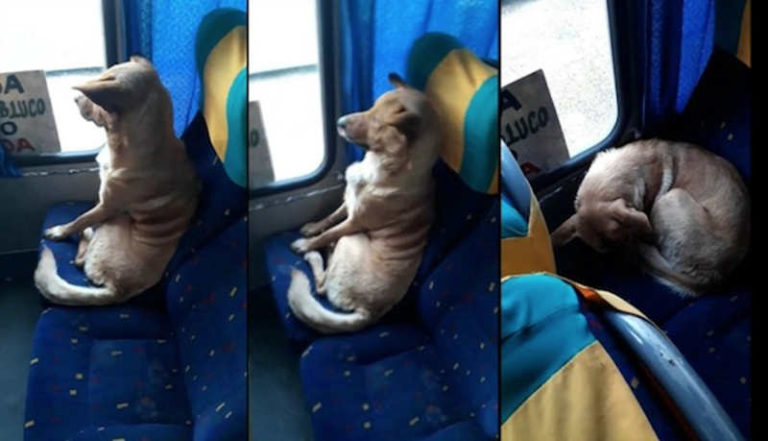 Anjing Lucu Berperilaku Penumpang Bus, Bikin Gemas Sang Pengemudi