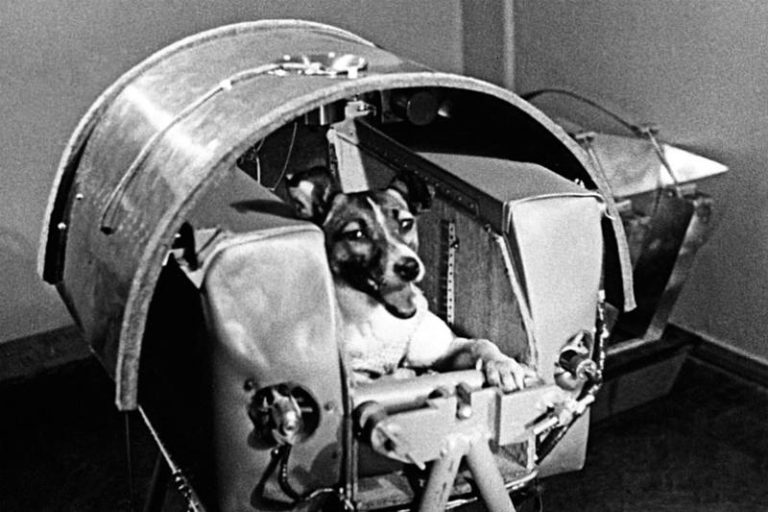 Laika, Si Anjing Percobaan yang Sukses Buka Jalan Manusia Untuk Mengorbit