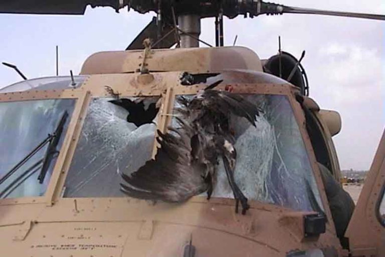 Lima Kecelakaan Penerbangan Akibat ‘Bird Strike’ Terburuk di Dunia