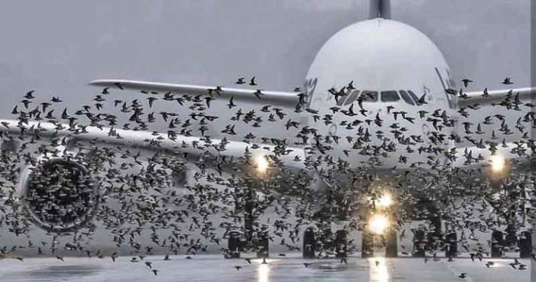 Efek Bird Strike: Pesawat Setara Tabrak Objek Seberat 32 Ton! Kok Bisa?