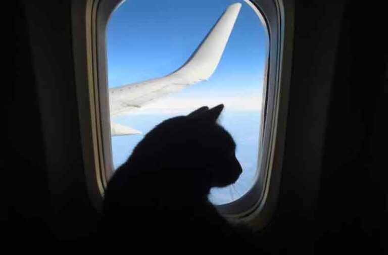 Kucing Ngamuk dan Serang Pilot, Pesawat Ini Mendarat Darurat