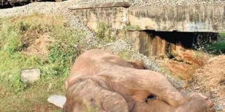 Di India, 24 Gajah Liar Tewas Tertabrak Kereta Api Sejak 1978