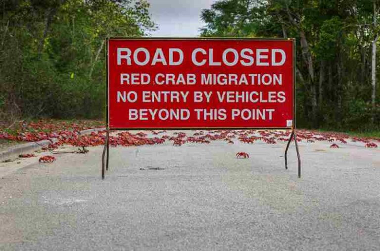 Pulau Christmas, Garda Terdepan Australia di Utara, Surganya Jutaan Kepiting Merah