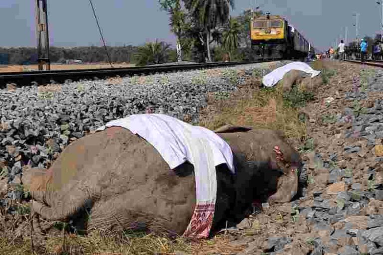 Tragedi Akhir Tahun di Assam: Kereta Penumpang Tabrak Kawanan Gajah, 7 Ekor Tewas dan Gerbong Rusak Parah